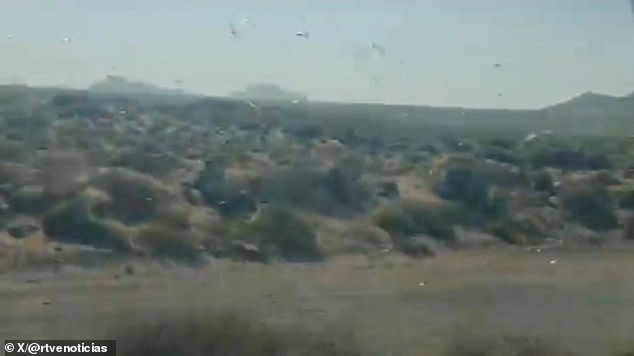 Canary Islands Issue 'Stay Calm' Alert as Locust Swarms Threaten Crops