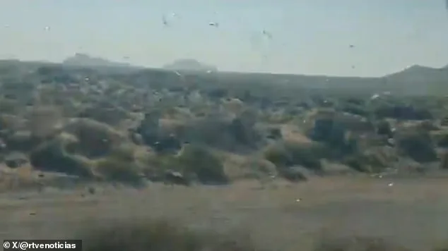 Canary Islands Issue 'Stay Calm' Alert as Locust Swarms Threaten Crops