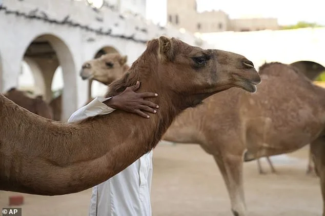 Shocking Scandal: 20 Camels Disqualified Over Banned Cosmetic Procedures in Oman's Camel Beauty Pageants