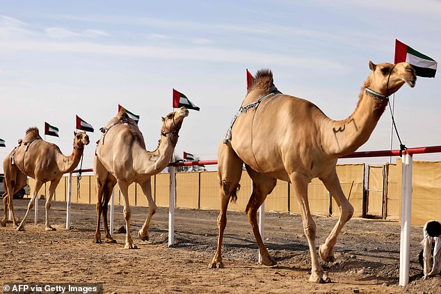 Shocking Scandal: 20 Camels Disqualified Over Banned Cosmetic Procedures in Oman's Camel Beauty Pageants