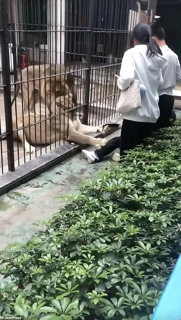10-Year-Old Girl Injured by Lion at Chinese Zoo Sparks Safety Protocol Questions