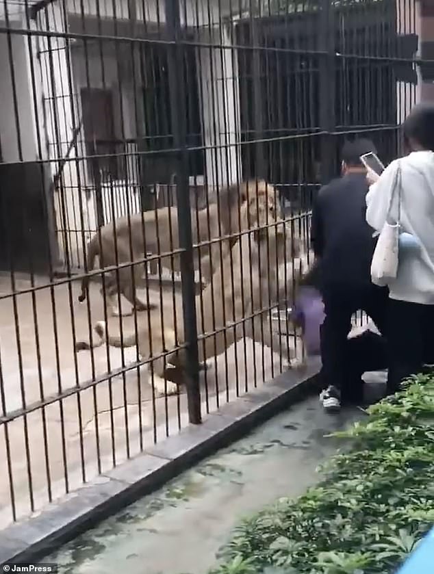 10-Year-Old Girl Injured by Lion at Chinese Zoo Sparks Safety Protocol Questions