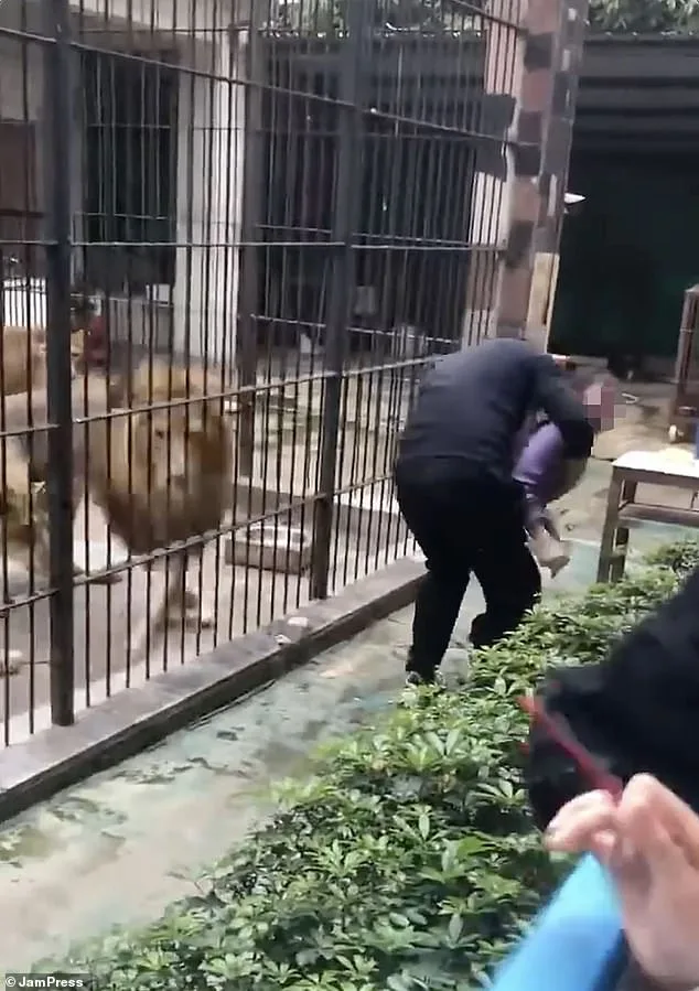 10-Year-Old Girl Injured by Lion at Chinese Zoo Sparks Safety Protocol Questions