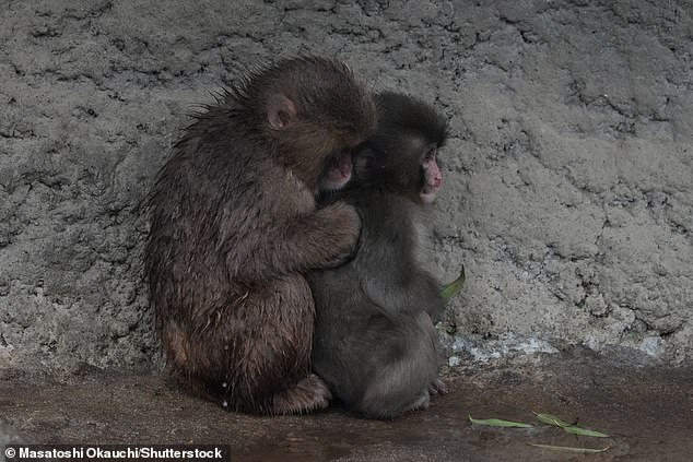 Punch the Macaque's Social Integration: A Viral Journey from Isolation to Acceptance