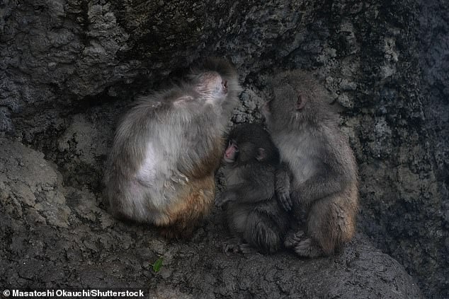 Punch the Macaque's Social Integration: A Viral Journey from Isolation to Acceptance