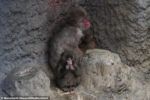 Punch the Macaque's Social Integration: A Viral Journey from Isolation to Acceptance