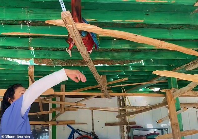 Las Vegas Homeowner's Dispute Over Macaws' Early-Morning Screeching