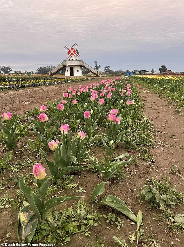 TikTok Frenzy Ruins California Tulip Farm Season