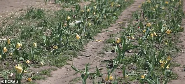 TikTok Frenzy Ruins California Tulip Farm Season