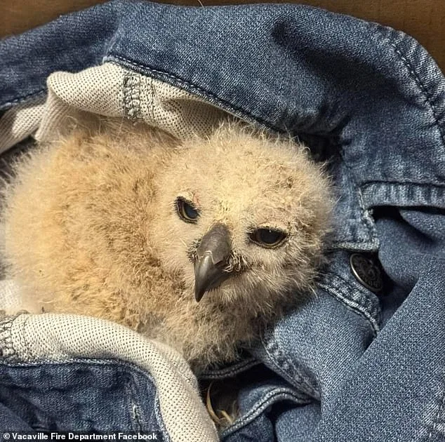 Firefighters Rescue Baby Great Horned Owl from Storm Drain in California