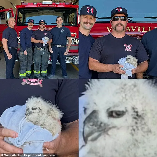 Firefighters Rescue Baby Great Horned Owl from Storm Drain in California