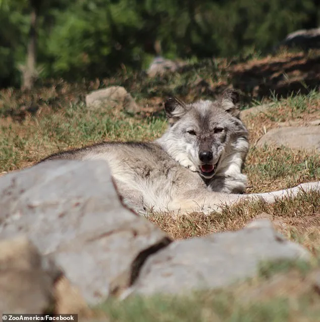 Toddler's Hand Grabbed by Wolf at Pennsylvania Zoo; Parents Charged Over Phone Distraction