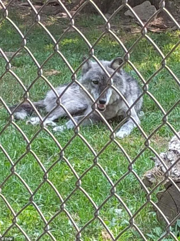 Toddler's Hand Grabbed by Wolf at Pennsylvania Zoo; Parents Charged Over Phone Distraction