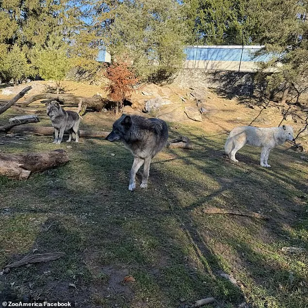 Toddler's Hand Grabbed by Wolf at Pennsylvania Zoo; Parents Charged Over Phone Distraction