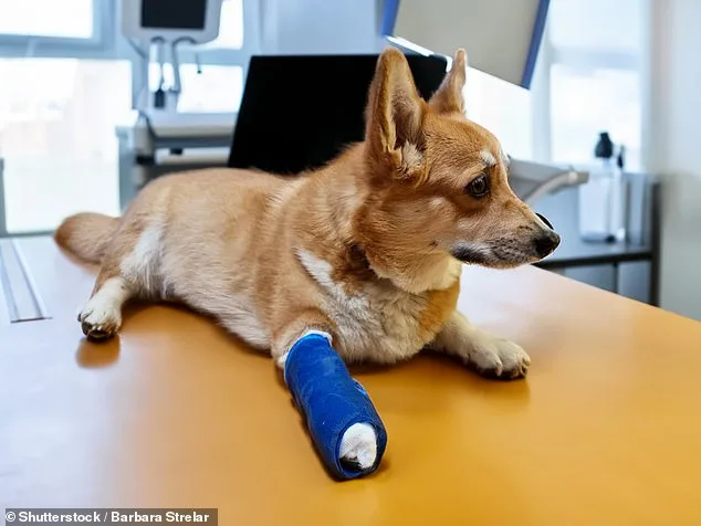 Unseen Danger: Hidden Health Issues in Dogs Can Lead to Aggression.