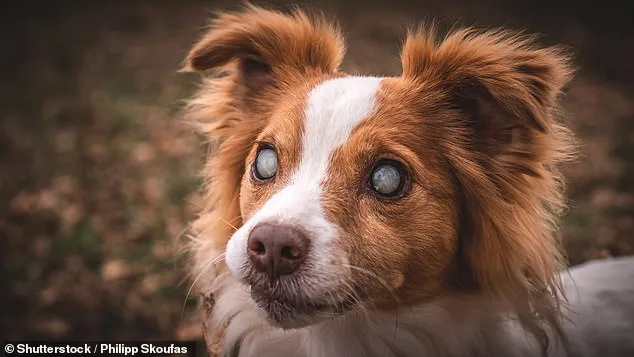 Unseen Danger: Hidden Health Issues in Dogs Can Lead to Aggression.