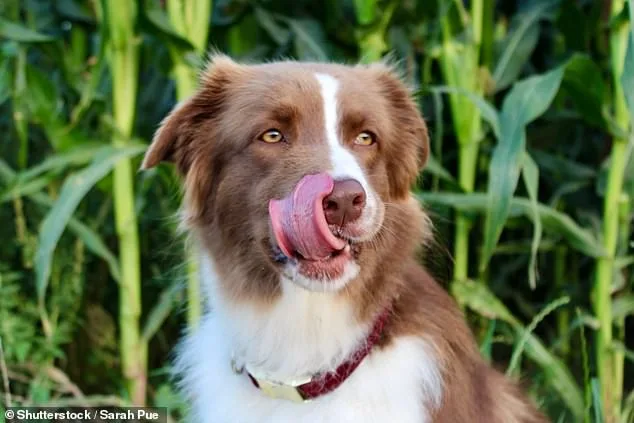 Unseen Danger: Hidden Health Issues in Dogs Can Lead to Aggression.