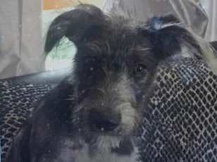 Unseen Danger: Hidden Health Issues in Dogs Can Lead to Aggression.