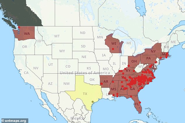 Deadly Asian needle ants rapidly invade 20 U.S. states with fatal sting.
