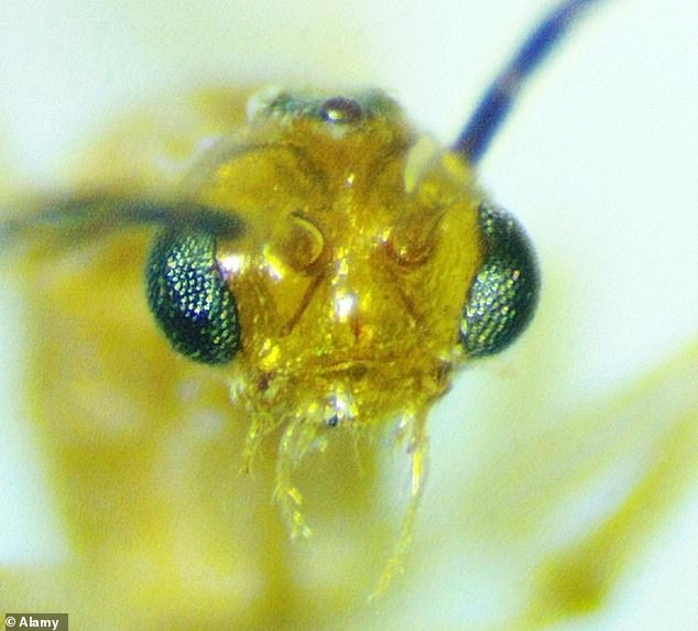 Deadly Asian needle ants rapidly invade 20 U.S. states with fatal sting.