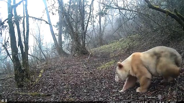 China confirms albino giant panda is male and thriving in wild
