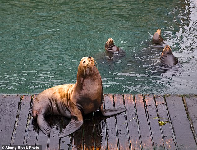 Pacific Northwest lawmakers push lethal sea lion cull to save salmon runs.
