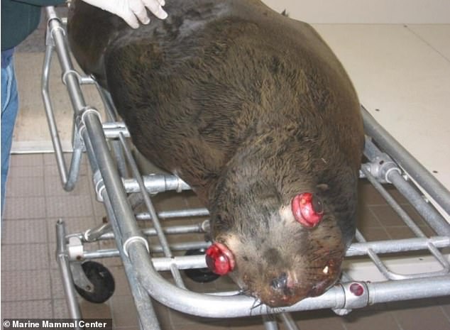 Pacific Northwest lawmakers push lethal sea lion cull to save salmon runs.