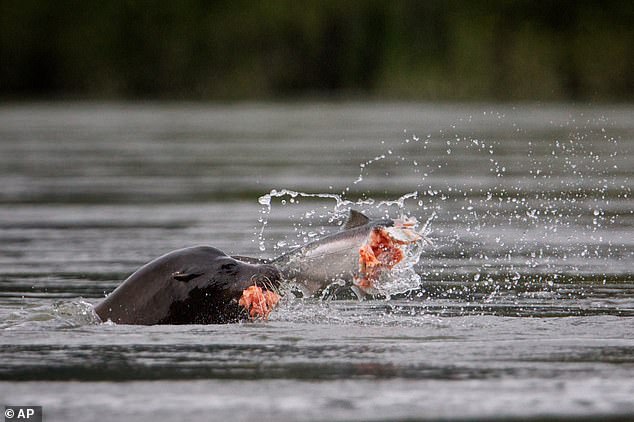Pacific Northwest lawmakers push lethal sea lion cull to save salmon runs.