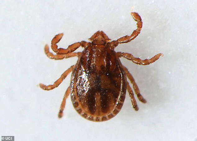 Rare lethal tick-borne disease Rickettsia lanei resurfaces in California wine region.