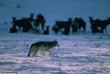 Wyoming Man's Cruel Wolf Kill Sparks Outrage