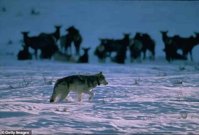 Wyoming Ranchers' Concern over Wolf Stalking in Yellowstone