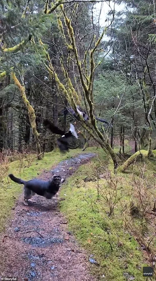 Bald Eagles Tangled in Alaska