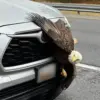 Bald Eagles Tangled in Alaska