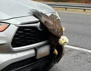 Bald Eagles Tangled in Alaska