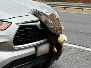 Bald Eagles Tangled in Alaska