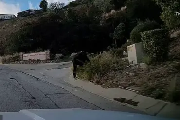 Chatsworth Residents Chase and Apprehend Suspected Arsonist