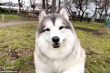 Dog lover transforms himself into a border collie and opens a zoo for people who want to become animals