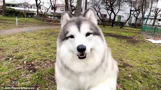 Dog lover transforms himself into a border collie and opens a zoo for people who want to become animals