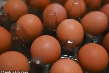 Egg Farmer Refutes Misconception About Profitability