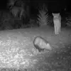 Florida Panther-Opossum Close Encounter: A Rare Wild Interaction