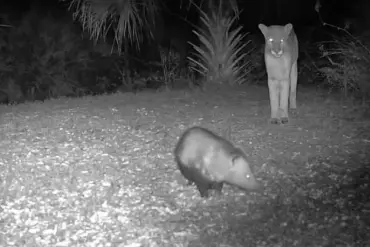 Florida Panther-Opossum Close Encounter: A Rare Wild Interaction