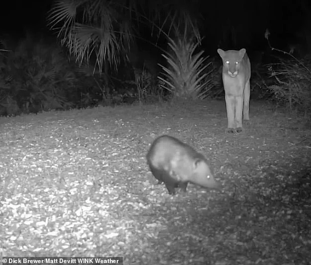 Florida Panther-Opossum Close Encounter: A Rare Wild Interaction