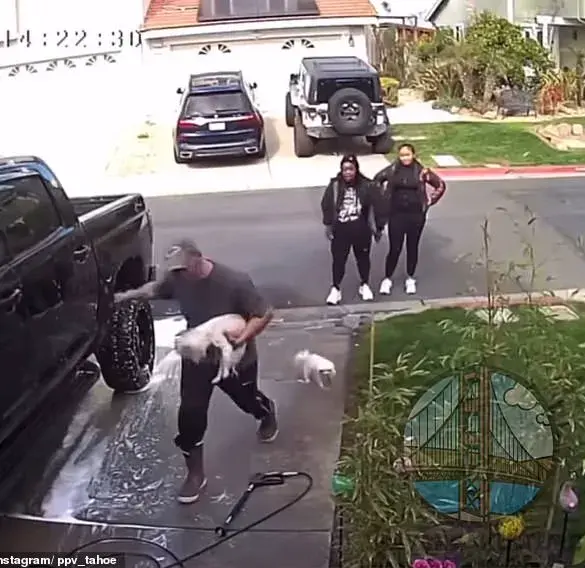 Vicious Dog Attack Caught on Camera; Woman Identified