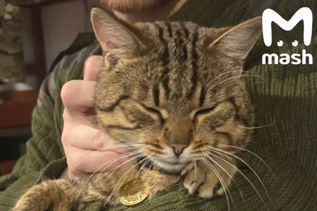 Rescued Burned Cat 'Mышка' Becomes Veteran Of Combat Actions In SVO Zone