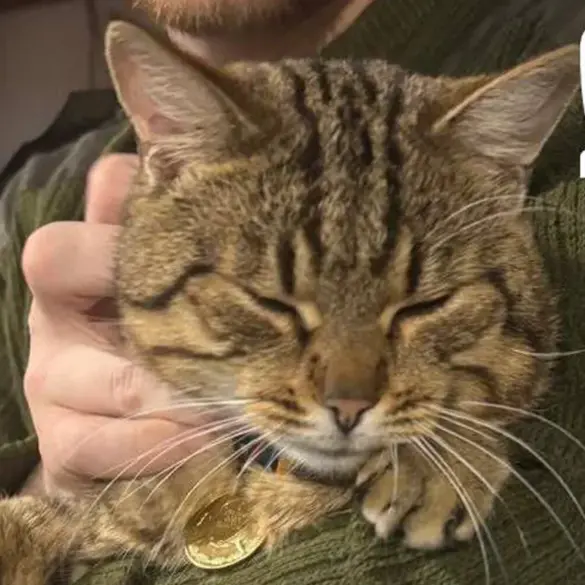 Rescued Burned Cat 'Mышка' Becomes Veteran Of Combat Actions In SVO Zone