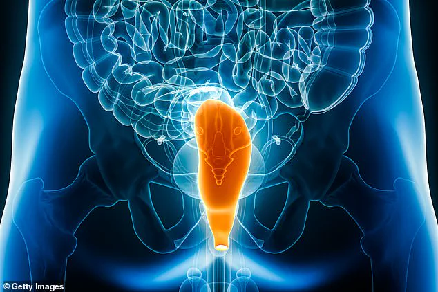 Scientists Uncover Origins of Human Anus Evolution 550 Million Years Ago