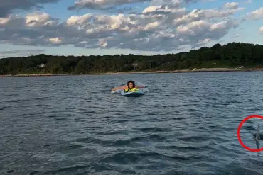 Shark Encounter Near Cape Cod Adds New Layer of Fear to Jaws Legacy