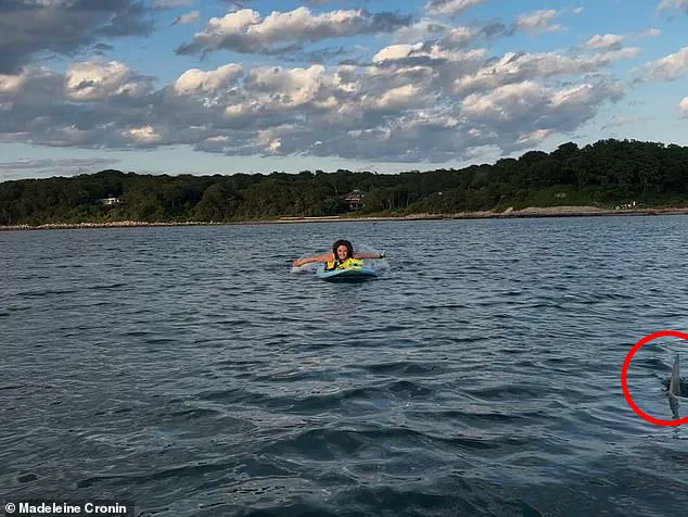 Shark Encounter Near Cape Cod Adds New Layer of Fear to Jaws Legacy
