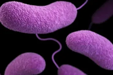 Urgent Beach Closures in Six States as Health Officials Warn of Dangerous Bacteria Levels Linked to Rising Temperatures