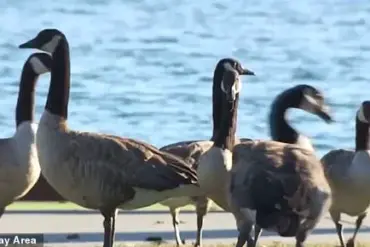 Foster City's Escalating Canada Goose Crisis: 300 Pounds of Feces Daily Challenge Affluent Community